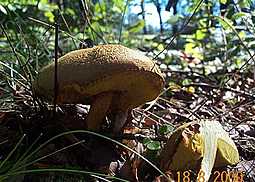 Ziegenlippe