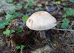 Schiefknolliger Anisegerling