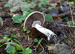 Schiefknolliger Anisegerling