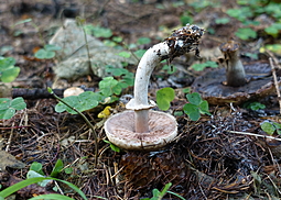 Schiefknolliger Anisegerling