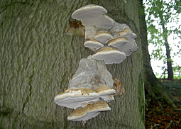 Zunderschwamm