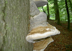 Zunderschwamm