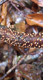 Zinnoberroter Pustelpilz