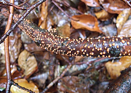 Zinnoberroter Pustelpilz