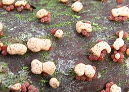 Zinnoberroter Pustelpilz