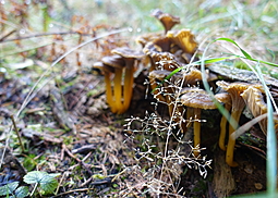 Gelbstieliger Trompetenpfifferling