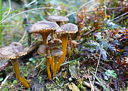 Gelbstieliger Trompetenpfifferling