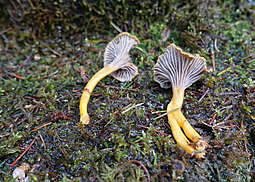 Gelbstieliger Trompetenpfifferling