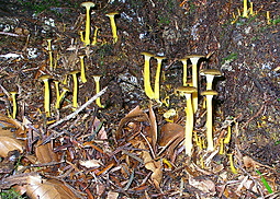 Gelbstieliger Trompetenpfifferling