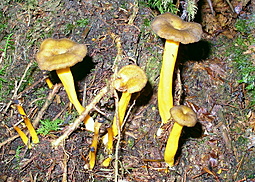 Gelbstieliger Trompetenpfifferling