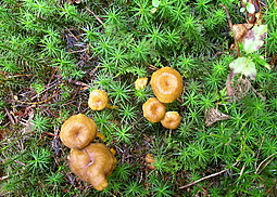 Gelbstieliger Trompetenpfifferling