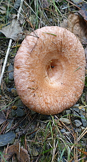 Birkenmilchling