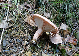 Birkenmilchling
