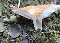 Birkenmilchling