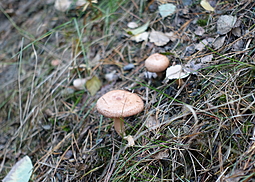 Birkenmilchling