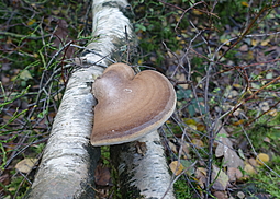 Birkenporling