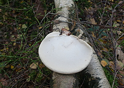 Birkenporling