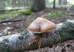 Birkenporling