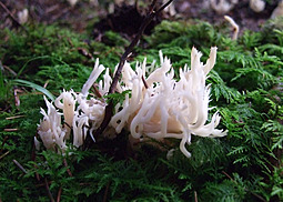 Kammkoralle