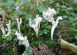 Kammkoralle