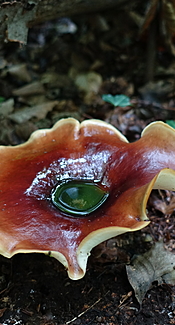 Kastanienbrauner Stielporling