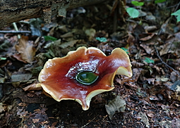 Kastanienbrauner Stielporling