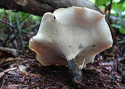 Kastanienbrauner Stielporling
