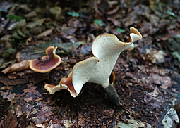 Kastanienbrauner Stielporling
