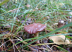 Körnchenröhrling