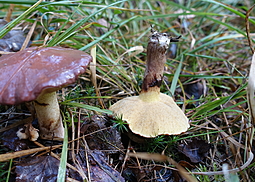 Körnchenröhrling