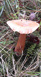 Lachsreizker