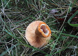 Lachsreizker