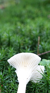 Feldtrichterling