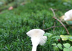 Feldtrichterling