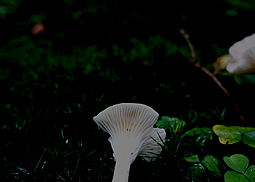 Feldtrichterling