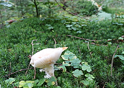 Feldtrichterling