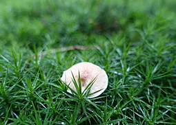 Feldtrichterling