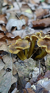 Trompeten-Pfifferling