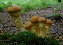 Geschmueckter Schleimkopf
