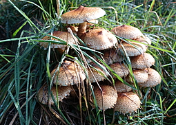 Sparriger Schüppling