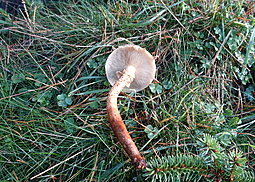 Sparriger Schüppling