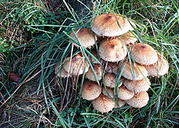 Sparriger Schüppling