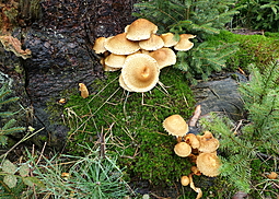 Sparriger Schüppling