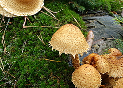 Sparriger Schüppling