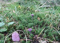 Violetter Lacktrichterling