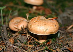 Brätling