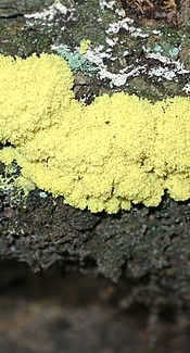Gelbe Lohblüte