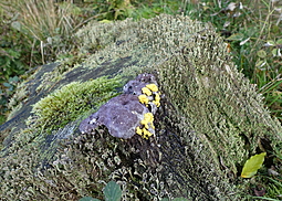 Violetter Myxomycetenpustelpilz