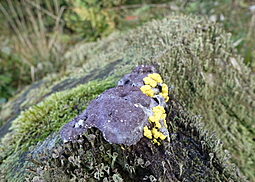 Violetter Myxomycetenpustelpilz