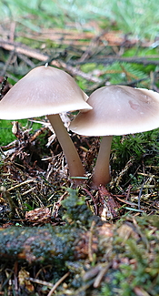 Horngrauer Rübling